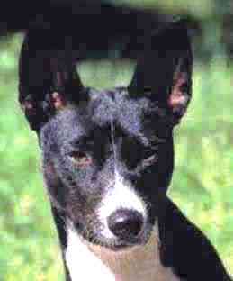 Basenji fci 2024